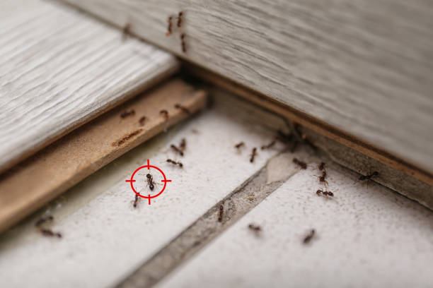 Reliable Fairplay, GA Pest Control Solutions