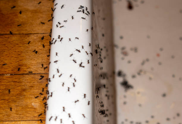 Best Flea Control Services  in Fairplay, GA