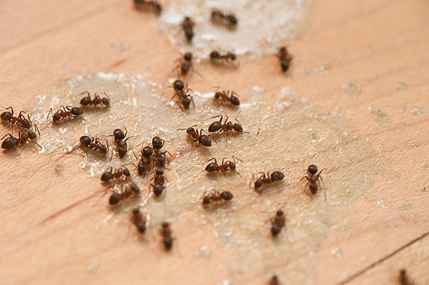 Best Emergency Pest Control  in Fairplay, GA