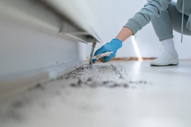 Best Local Pest Control Services  in Fairplay, GA